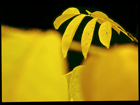 A jeho listy září